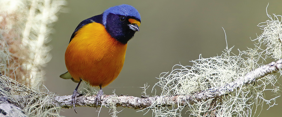 Antillean Euphonia, endemic to the Caribbean islands (photo by Dax Roman)
