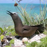 Caribbean Birding Trail, Jamaica, on Pinterest