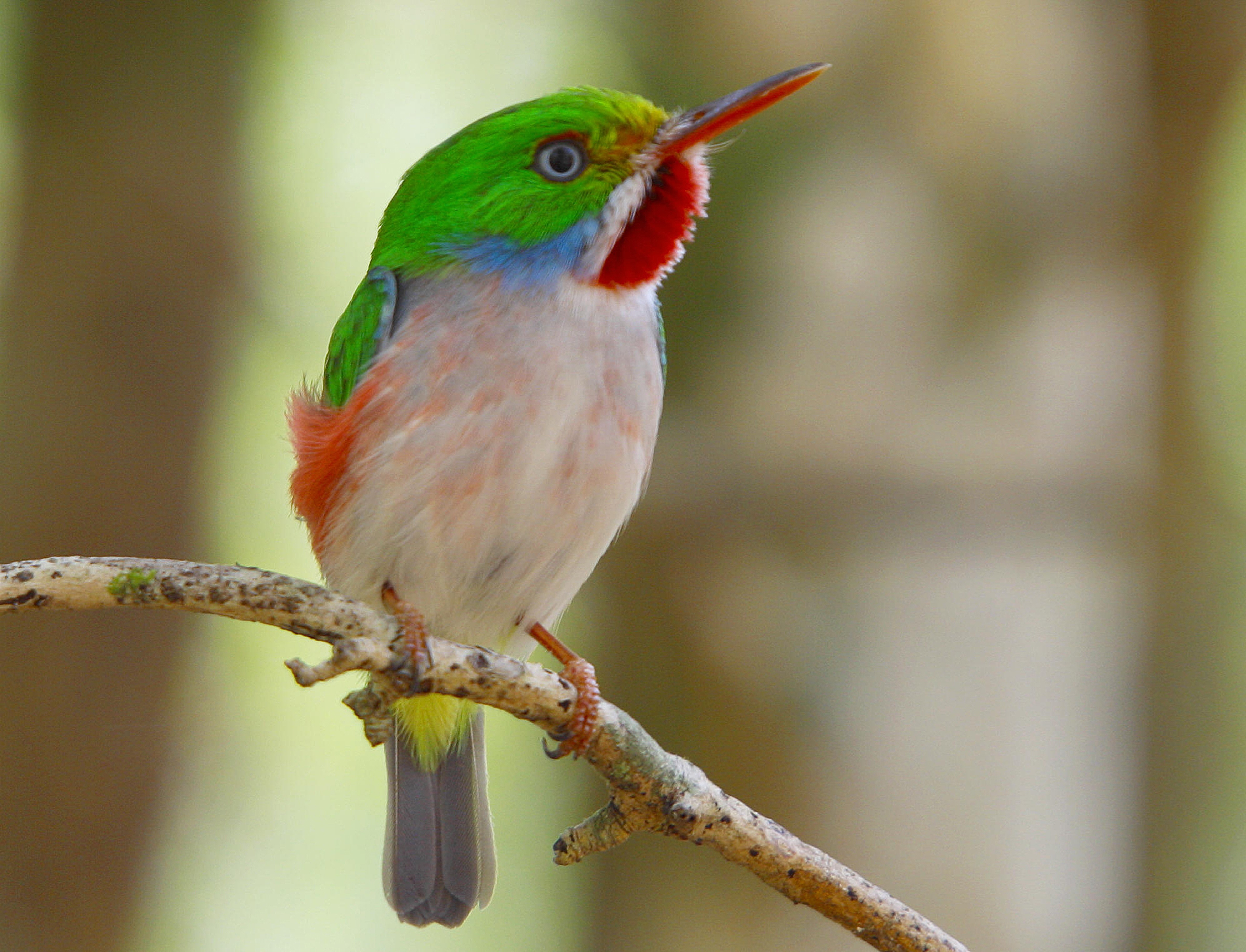 Cuban Tody By Ernesto Reyes BirdsCaribbean Cuban Tody By Ernesto Reyes BirdsCaribbean