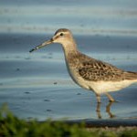 Caribbean Bird ID Monitoring at Flickr