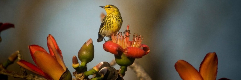 Cape May Warbler in winter plumage in Jamaica. Note the heavy striping on the breast and patch behind the cheek. (Photo by Ricardo Miller)