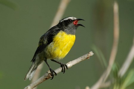 Bananaquit by Andrew Dobson