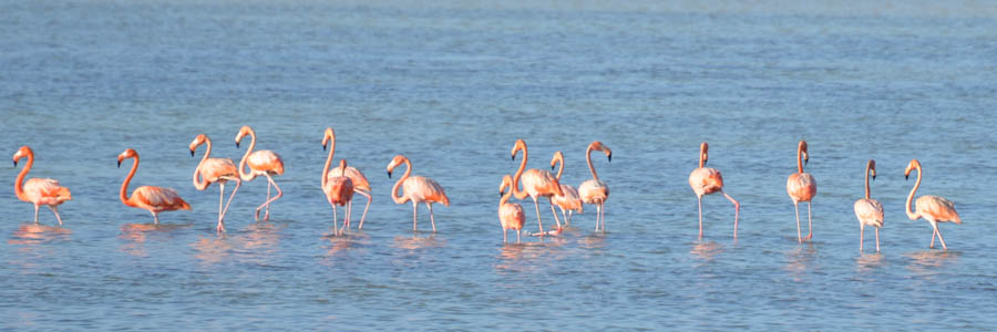 Flamingos in Bonaire by Lisa Sorenson