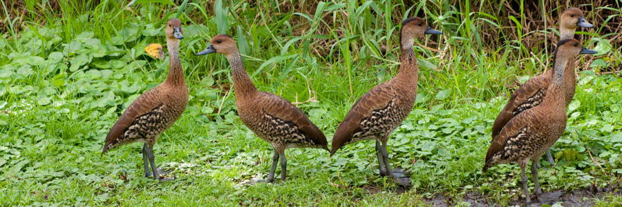 West Indian Whistling Ducks by Claude Fletcher