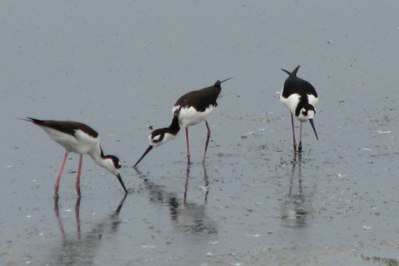 Black-necked Stilts - 8