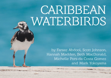 Learn about Caribbean waterbirds and the habitats that they depend on.