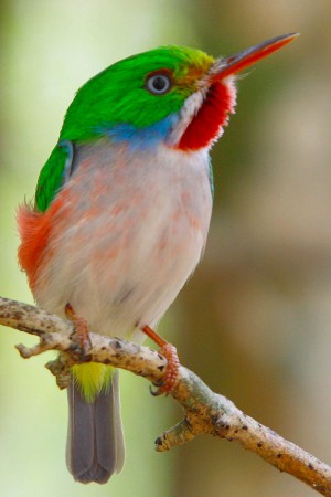 Cuban Tody by Ernesto Reyes