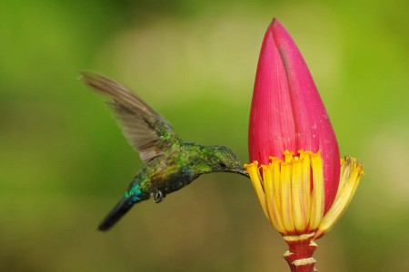 Green-throated Carib by Laurent Malglaive-HR