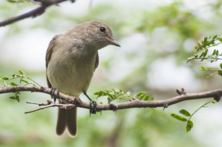 The Caribbean Elaenia can live in both forest and scrub areas, but only lives in the Caribbean. (Photo by Mark Yokoyama)