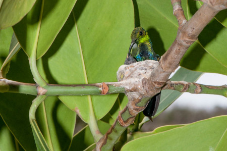 The Green-throated Carib hummingbird depends on a steady source of flower nectar to feed herself and her chicks. (Photo by Mark Yokoyama)