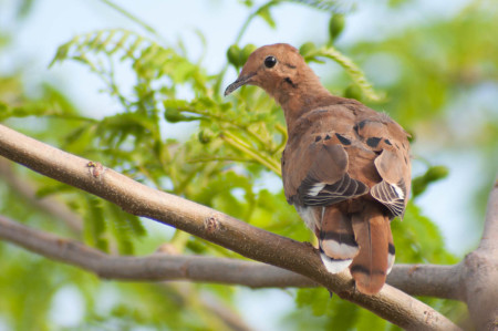 The Zenaida Dove depends on the seeds of many local plants for its diet. (Photo by Mark Yokoyama)