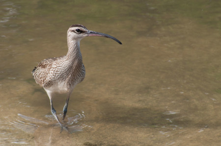 The Whimbrel has a long, curved bill that is perfect for pulling fiddler crabs from their burrows. (Photo by Mark Yokoyama)