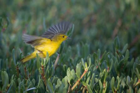 A yellow warbler on a small island in the Portland Bight Protected Area, Jamaica. (Photo: Robin Moore)