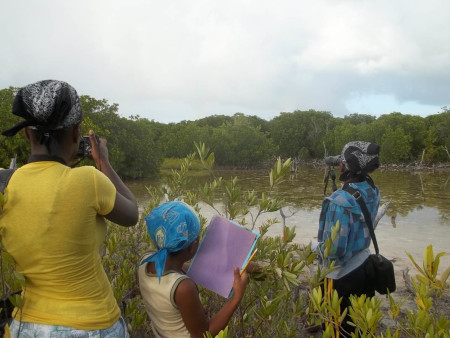 As tidewater rises in Petit Carenage swamp,  feeding birds appear from the far edges of the bush.