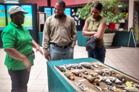 Study skins attracted a lot of attention at an outreach event held in a shopping center by the Bahamas National Trust.