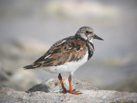 The Ruddy Turnstone travels amazing distances each year. (Photo by Anthony Levesque)