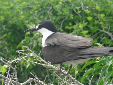 The Sooty Tern is abundant on Dog Island near Anguilla. (Photo by Farah Mukhida)