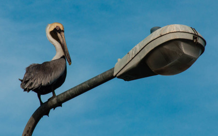 The Brown Pelican is featured in a new collection of desktop wallpapers of St. Martin birds released to commemorate the partnership.