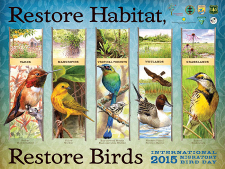 The theme for IMBD 2015 is Restore Habitat, Restore Birds.