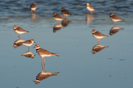 Eyes in the sky are spying on migrants. (Photo by Mark Yokoyama)