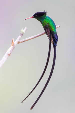 Grand Prize Winner Red-billed Streamertail by Rafy Rodriguez.