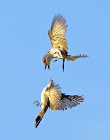 Loggerhead Kingbird attacking Northern Mockingbird by John Webster.