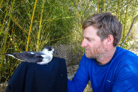 Black-capped Petrel “Tet Kay Jak” meets biologist Adam Brown, photo courtesy of EPIC.