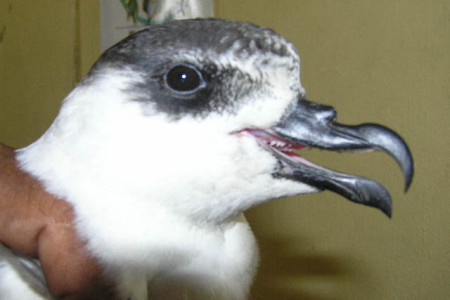 Black-capped Petrel in the hand. (photo by Adam Brown)