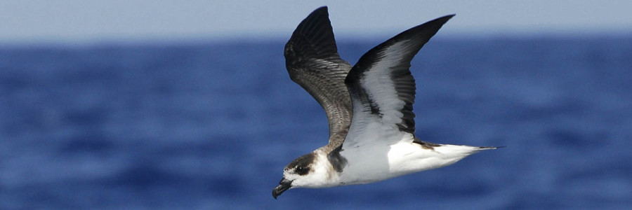 Black-capped Petrel in flight-David-Hollie copy