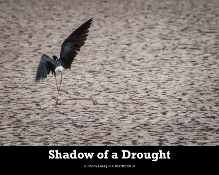 The photo essay Shadow of a Drought is available as a free download in both English and French.