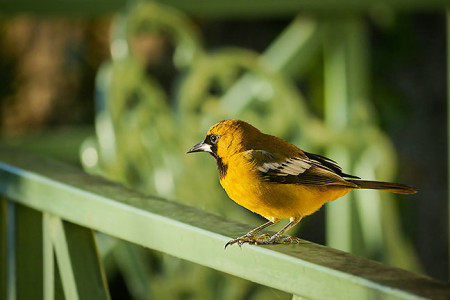 Endemics, like the Jamaican Oriole, abound in the Blue Mountains (Photo by Steve Shunk)