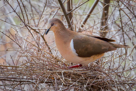 The Grenada Dove is just one of the endangered Caribbean species that depends on tropical dry forest habitat.