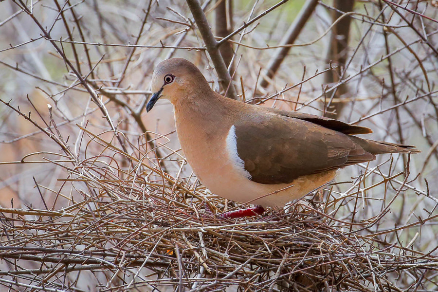 Grenada Dove on nest