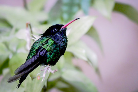 The iconic Red-billed Streamertail is one of Jamaica's most famous endemics. (Photo by Steve Shunk)