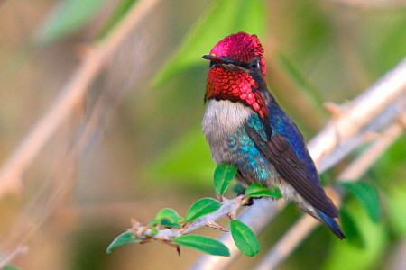 The Bee Hummingbird, one of Cuba's most adorable endemics. (Photo by Ernesto Reyes)