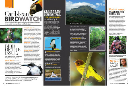 Head to Martinique in the latest edition of Caribbean BirdWatch.