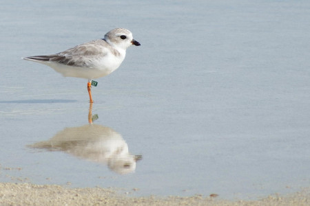 We are just beginning to understand how important the Caribbean is to the Piping Plover. (Photo by Matt Jeffery)