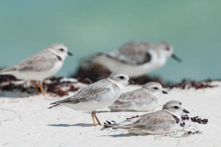 Time to brush up on your plover identification skills! (Photo by Walker Golder)