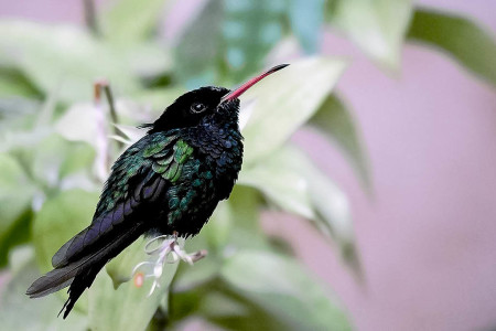 The Red-billed Streamertail. (Photo by Steven Shunk)