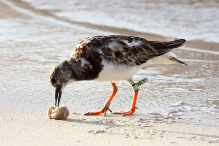 Banded Ruddy Turnstone in Anguilla, "2EY"
