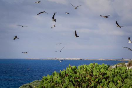 The team found thousands of nesting seabirds on the islands. (Photo by Mike Sorenson)