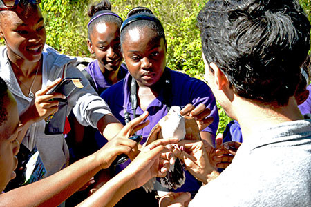 Jamaican schoolchildren getting an up-close look at a Caribbean Dove by Lisa Sorenson
