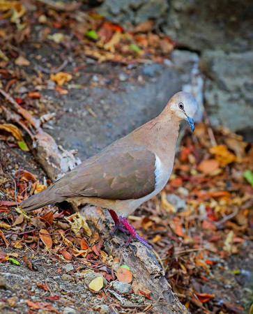 The Grenada Dove, one of the world's rarest birds. (Photo by Greg Homel)