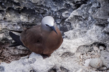 Brown Noddy, one of the seabird species nesting in high densities on the Cay Sal Bank. (Photo by Mike Sorenson)