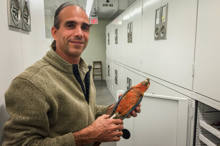 Ornithologist Nils Navarro with a study skin of the extinct Cuban Macaw (Ara tricolor) at the Harvard Museum of Comparative Zoology, Cambridge, Massachusetts, October 2015. Nils was visiting the U.S. for a book tour of his newly-published Endemic Birds of Cuba Field Guide.