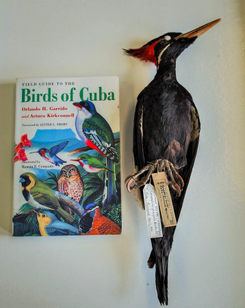 The Cuban Ivory-billed Woodpecker (Campephilus principalis bairdii) is believed to be extinct as no specimens have been seen since 1987. Cuban Ivory-bills were among the largest woodpeckers in the world. Most of Cuba's lowland deciduous forests had been cleared by the early twentieth century and habitat is believed in large part the source of its demise. 