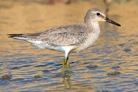 Red Knot by John Webster. Red Knot in winter plumage in Barbados. This species has one of the longest migrations of any bird, traveling more than 9,000 mi (14,000 km) from the Arctic to the southern tip of South America each year. Some individuals use Caribbean wetlands as stopover sites on migration. 