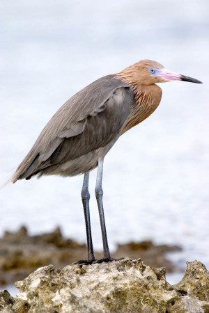 Reddish Egret (dark morph) in Cuba by Antonio Rodriguez. This medium sized heron has 2 color morphs, light and dark. It inhabits coastal wetlands in the Bahamas and Greater Antilles islands. It is known for its energetic feeding behavior, running, jumping, flying and open wing dancing in pursuit of small fish in shallow water.