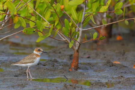 Wilson’s Plover (female) at Mt Hartman wetland in Grenada by Gregg Homel. This handsome shorebird is found in coastal areas, including sandy beaches, mudflats and mangroves. It is resident and breeds on many Caribbean islands. <a href=
