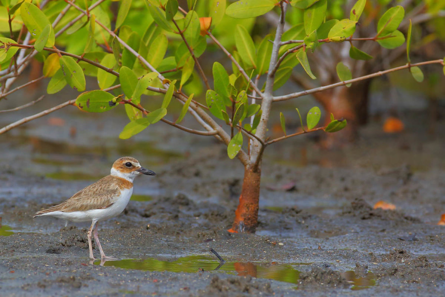 Wilson's Plover